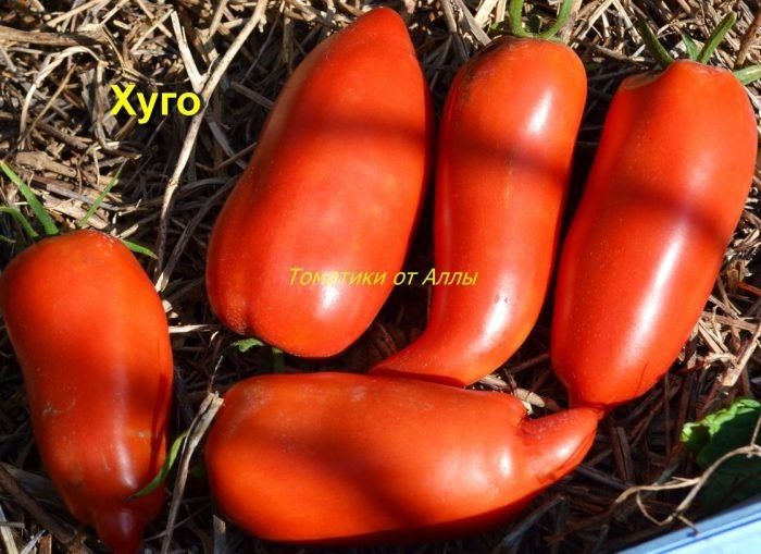 Томат Хьюго: идеальный выбор для любого огорода