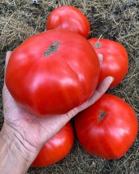 ����� ��������� �������: ������ �������� �������������� ����� ��� �������