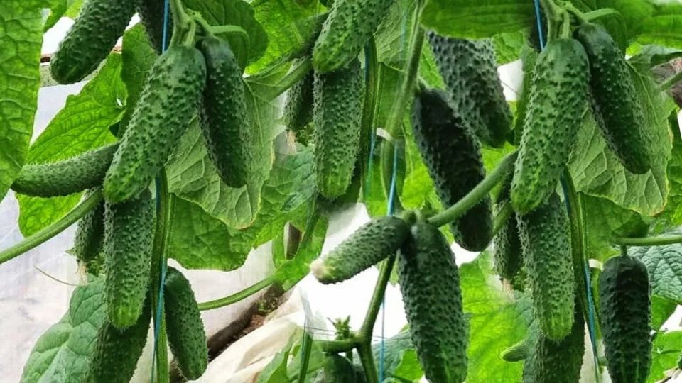 Золотая пятёрка огурцов: пять сортов 2026 года для предсказуемого и обильного урожая