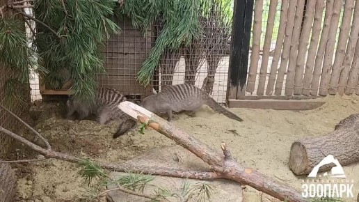 Мангустов челябинского зоопарка переселили в летний вольер
