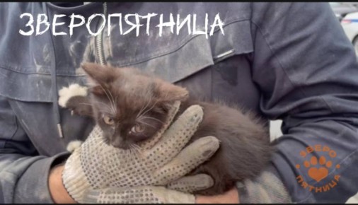 Котенок остановил движение на Невском проспекте в Питере