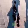 В центре Челябинска чиновники и экологи помогли пернатым