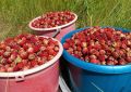 В челябинских лесах начался бум лесной клубники