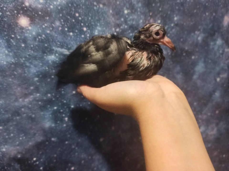     :     