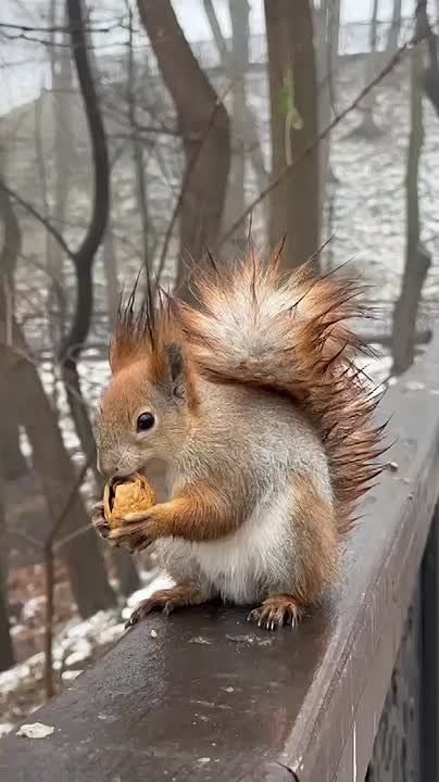 #31.    ,        ,     - 