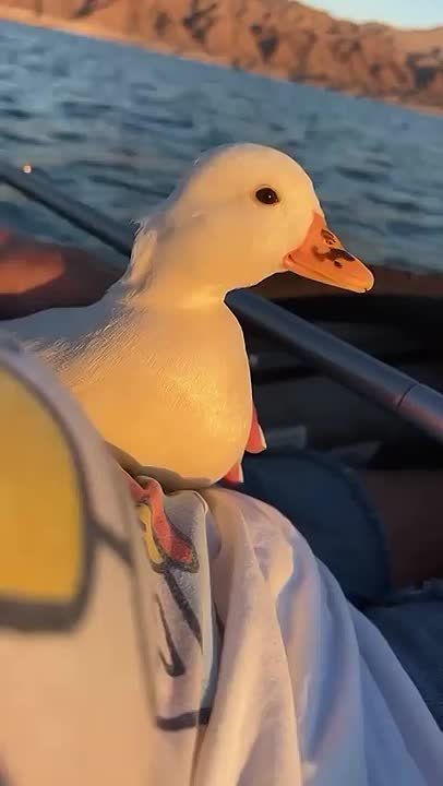 #31. ,                 