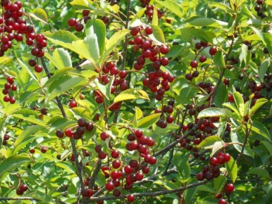  luscious :      