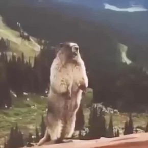     ?      