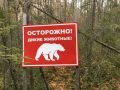 Поможет только отстрел? Как в Аше решат проблему с медведями в городах и селах