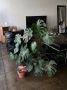 Монстера: тропический элемент уюта для вашего дома