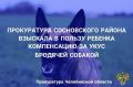 Прокуратура Сосновского района взыскала в пользу ребенка компенсацию за укус бродячей собакой