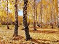 #фотоотподписчиков. Золотая осень