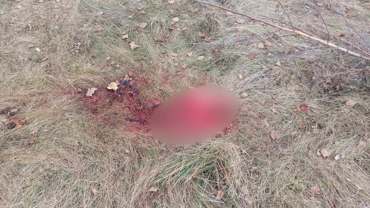 В Челябинской области полицейские задержали подозреваемых в незаконной охоте на лосей и кабанов В Челябинской области полицейские задержали подозреваемых в незаконной охоте на лосей и кабанов