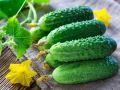 Тайны отечественных огурцов: три сорта для вашего урожая