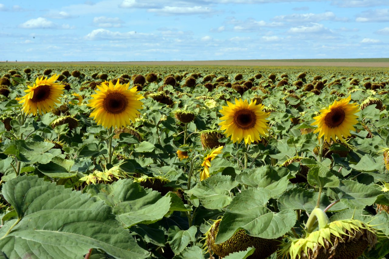 В Челябинской области собирают рекордные урожаи масличных культур