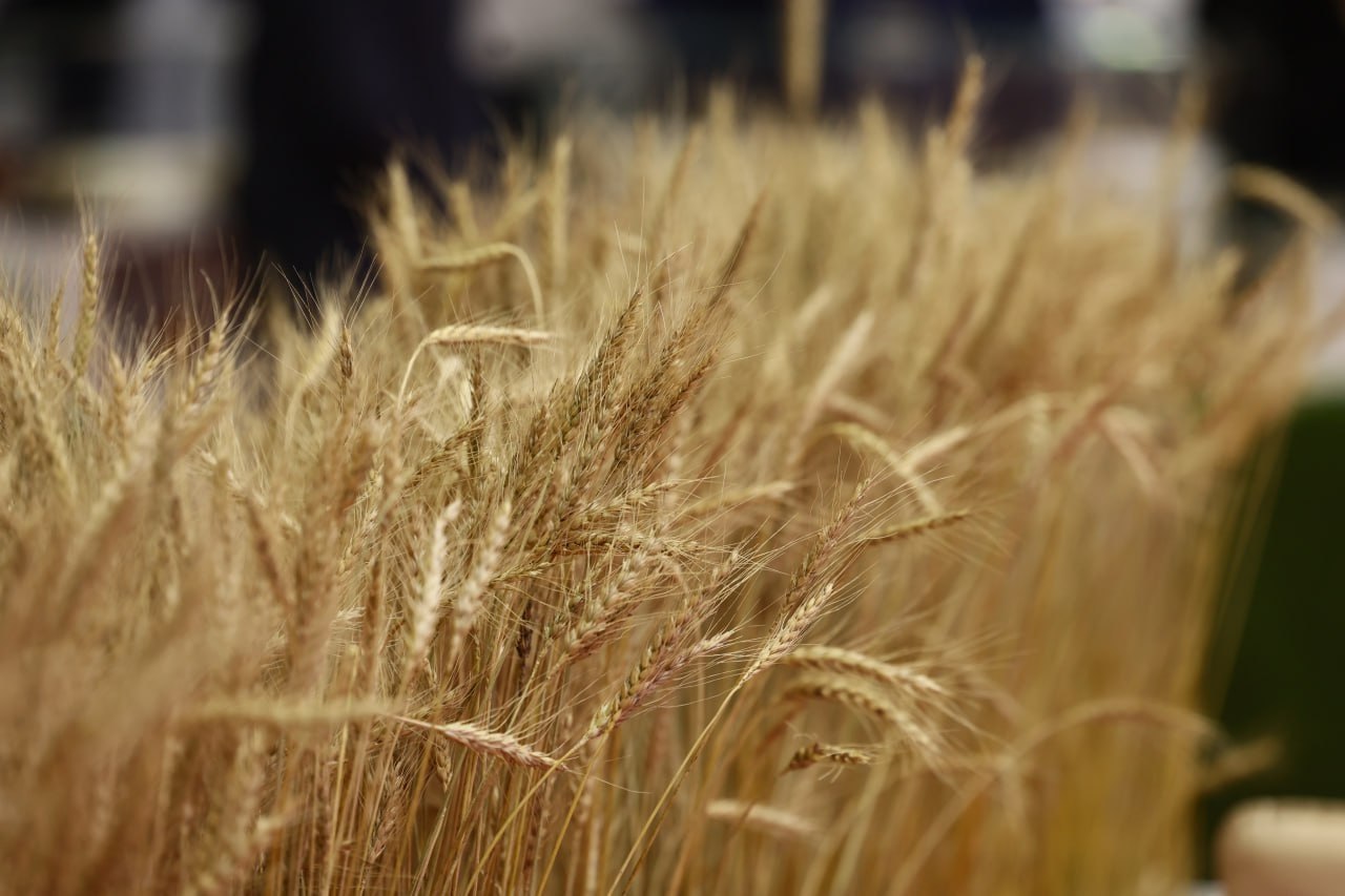 Экспозиция Челябинской области на XIII Межрегиональной агропромышленной выставке УрФО демонстрирует масштабные инвестпроекты и уникальные продукты Экспозиция Челябинской области на XIII Межрегиональной агропромышленной выставке УрФО демонстрирует масштабные инвестпроекты и уникальные продукты