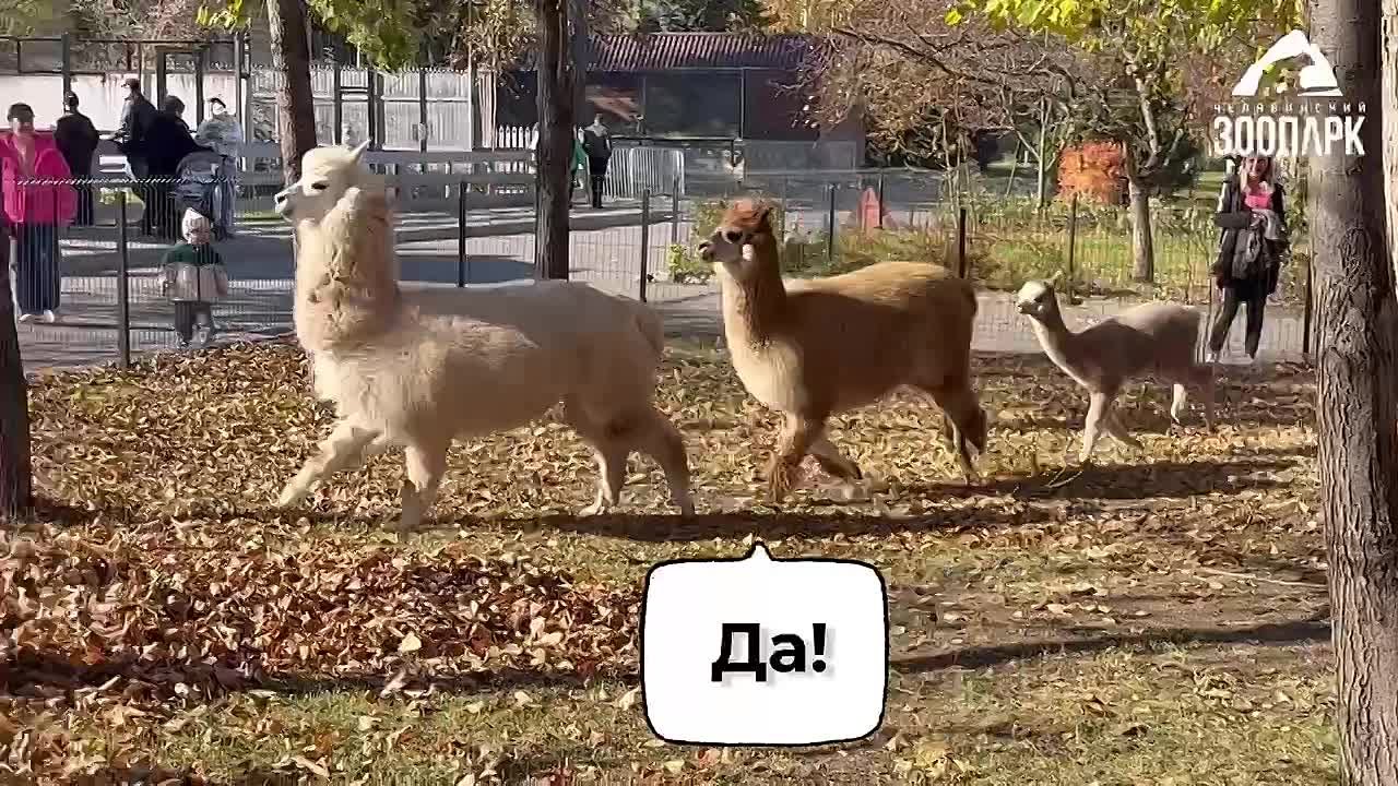 Голосуют все! Ну что, друзья, поборемся за звание Культурной столицы 2027?