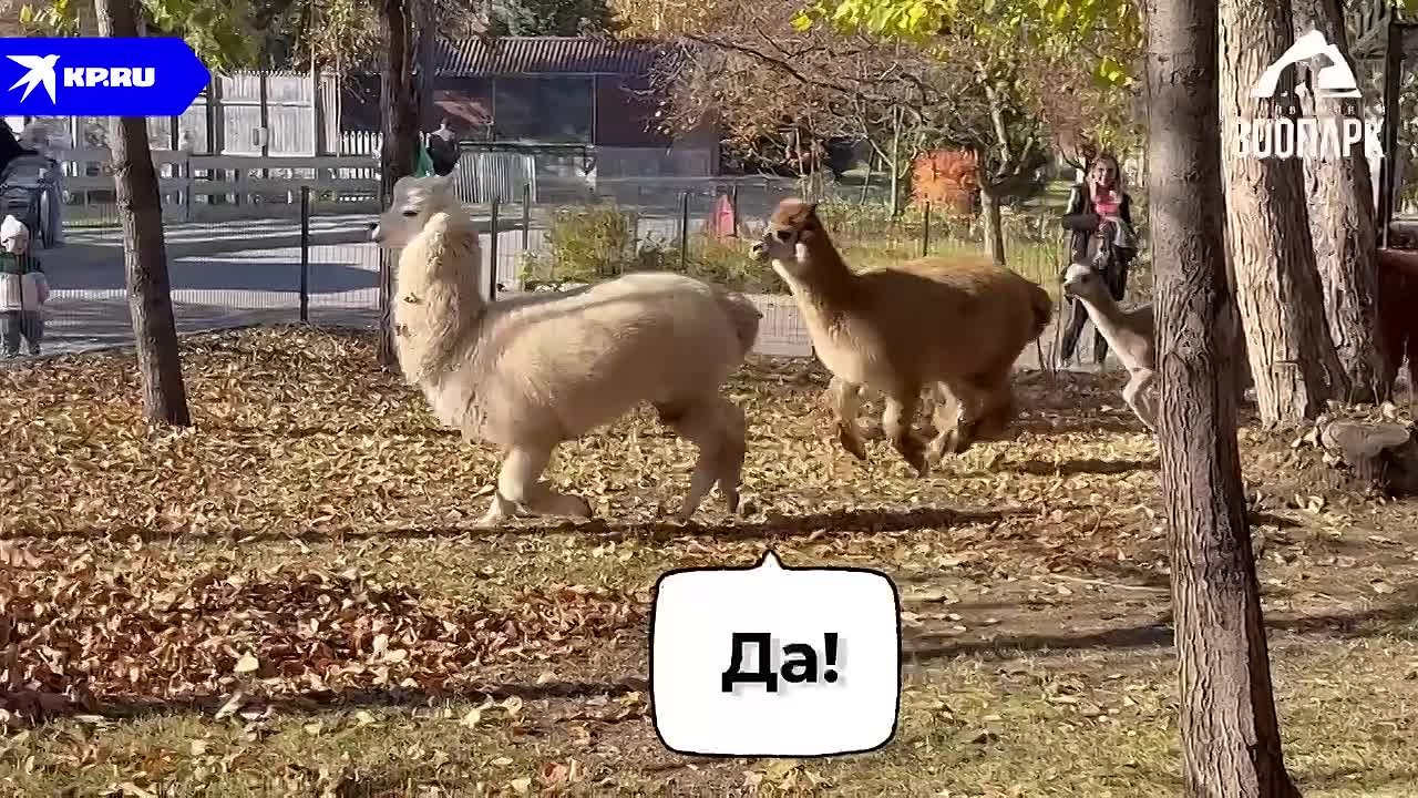 Челябинский зоопарк выпустил ролик в поддержку родного города, который борется за статус «Культурной столицы России»