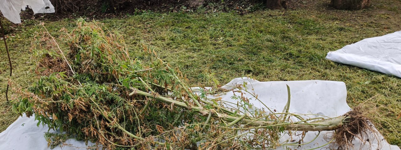 В Кусинском районе полицейские изъяли из незаконного оборота более килограмма наркотика В Кусинском районе полицейские изъяли из незаконного оборота более килограмма наркотика