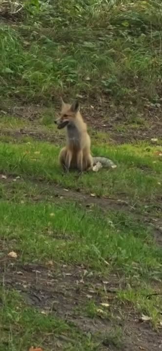 За рыбу – да!. На озере Бараус наши подписчики встретили забавную рыжую плутовку