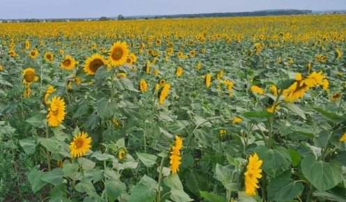 Аграрии Челябинской области собрали рекорд масличных культур