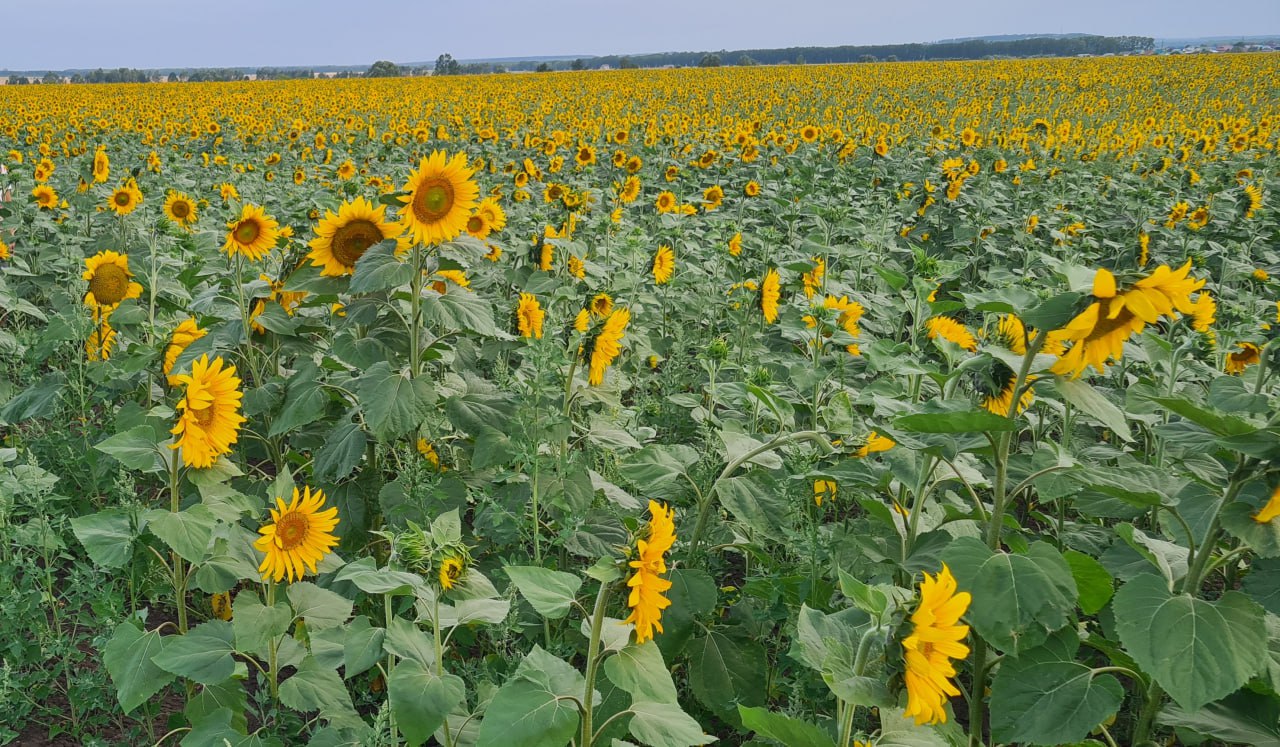 Аграрии Челябинской области собрали рекорд масличных культур