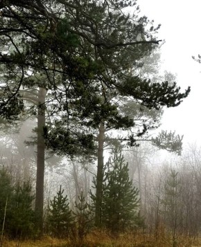 Утренние туманы в Саткинском районе