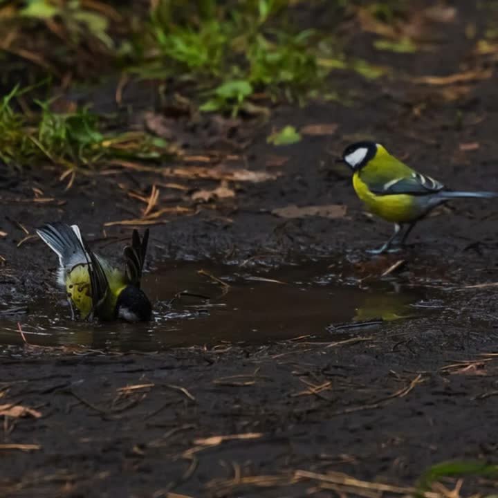 Мелкий дождь в Челябинске. Сегодня День тренера