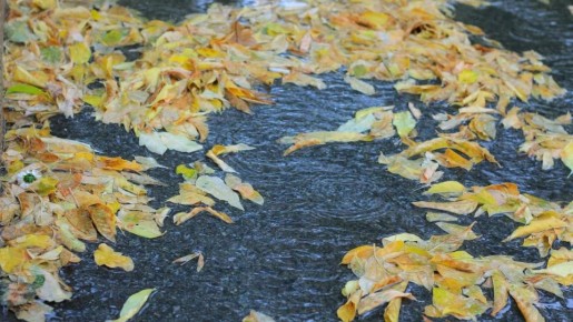 Дожди и похолодание прогнозируют в Челябинской области