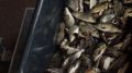 В Шершневское водохранилище выпустили 400 тысяч мальков сазана