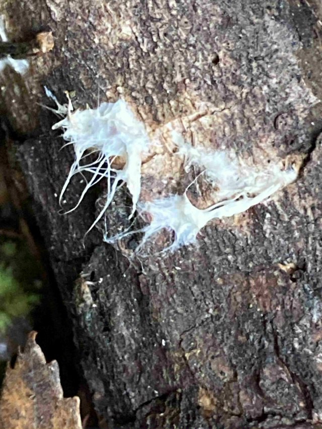 «Грибные следы» осени на Таганае «Грибные следы» осени на Таганае