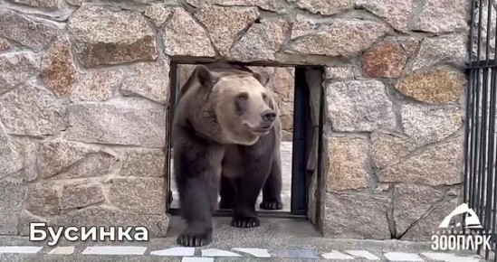 Мишки в челябинском зоопарке готовы ко сну