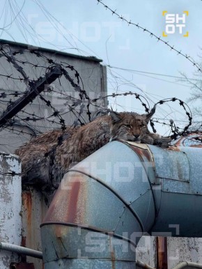 Рысь застряла в колючей проволоке в Челябинске