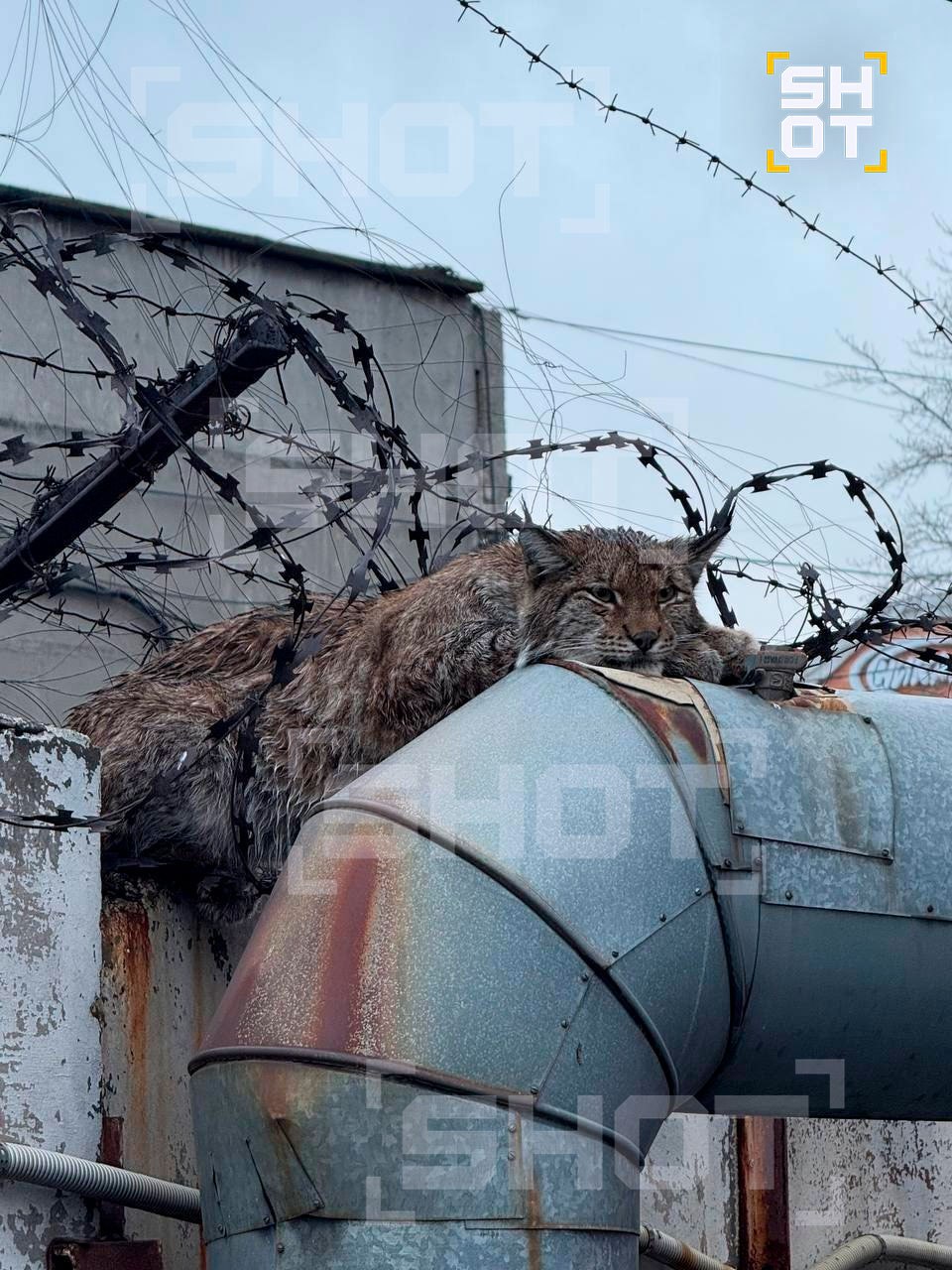 Рысь застряла в колючей проволоке в Челябинске