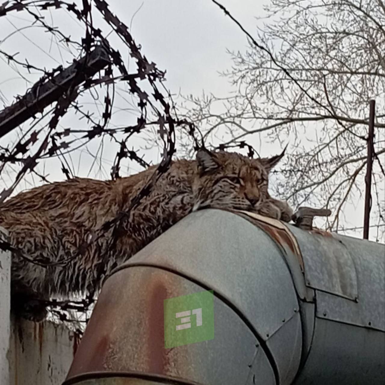 Кошка, которая гуляет сама по себе.Охотинспектор не смог поймать рысь на ЧТЗ