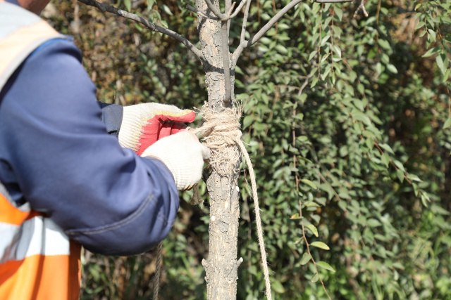 Чтобы город стал зеленее. Осенний период - время завершающей стадии озеленения города Чтобы город стал зеленее. Осенний период - время завершающей стадии озеленения города