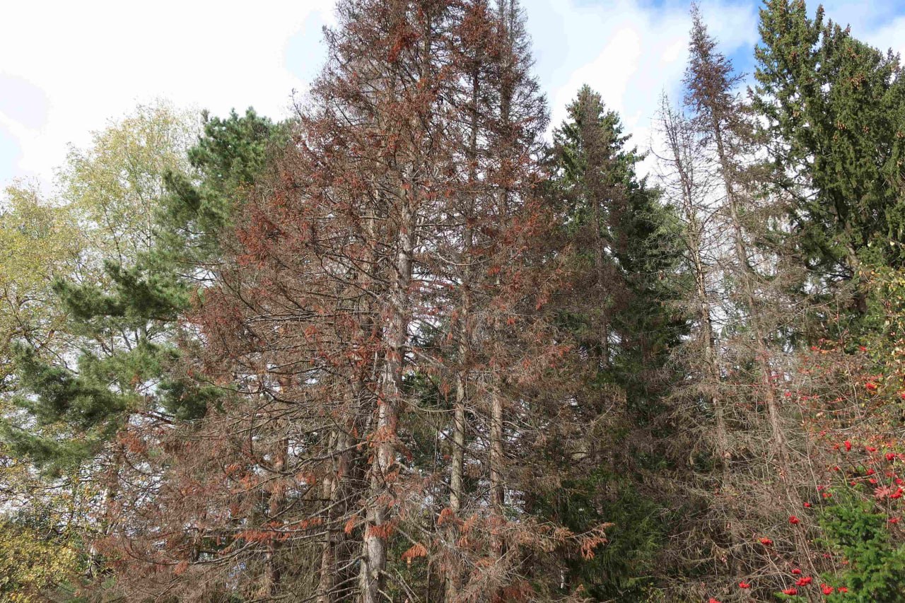 Пожирающего леса Южного Урала жука-полиграфа может победить муравей