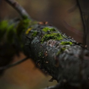 Дождливо в Челябинске. Яркий овощ, вобравший в себя все осеннее солнце, напоминает: пора готовить супы-пюре, пряные пироги и