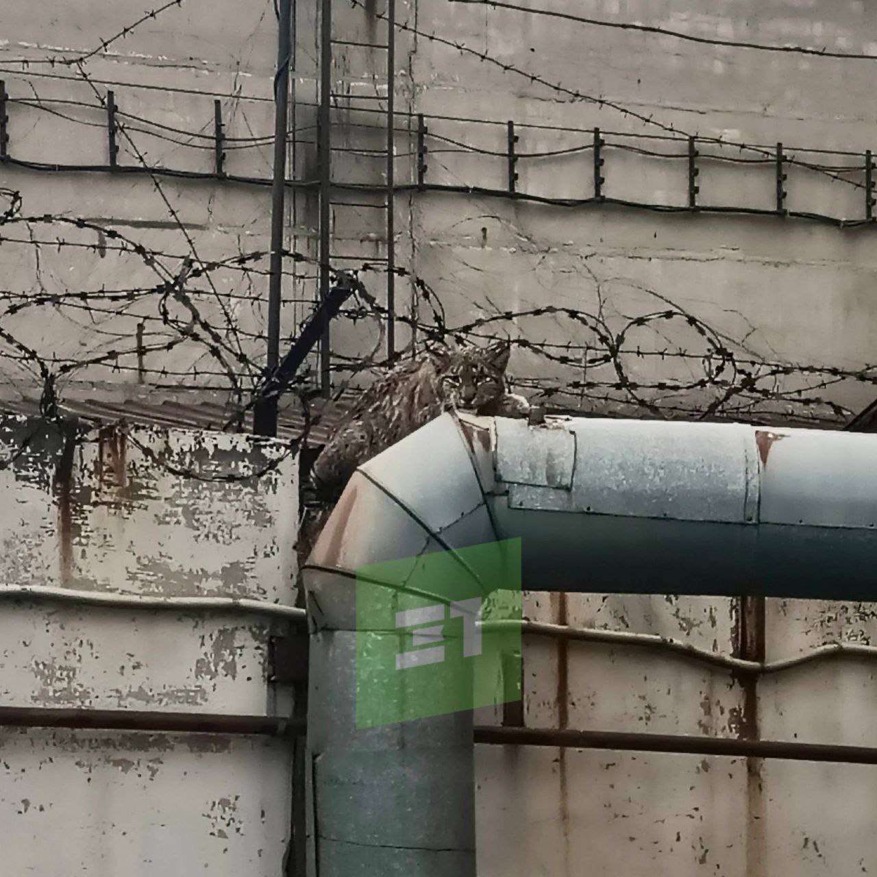 На ЧТЗ рысь запуталась в колючей проволоки
