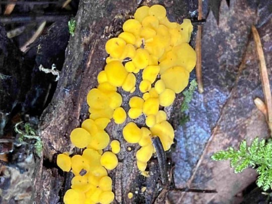 «Грибные следы» осени на Таганае