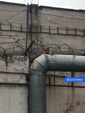 Дикая рысь застряла в колючей проволоке на заводе в Челябинске