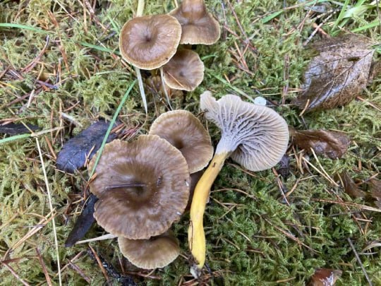 «Грибные следы» осени на Таганае «Грибные следы» осени на Таганае