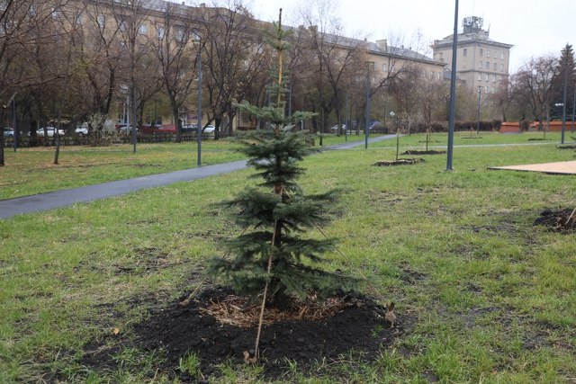 Чтобы город стал зеленее. Осенний период - время завершающей стадии озеленения города Чтобы город стал зеленее. Осенний период - время завершающей стадии озеленения города