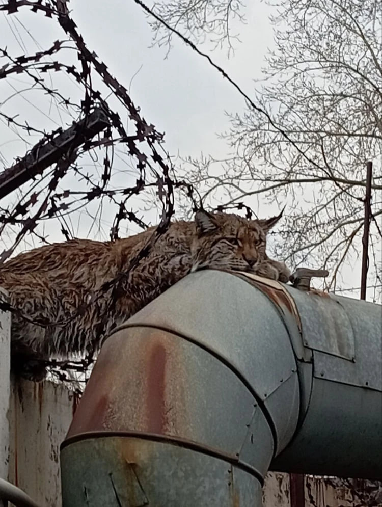 В промзоне по соседству с челябинским микрорайоном Чурилово утром 31 октября случился переполох