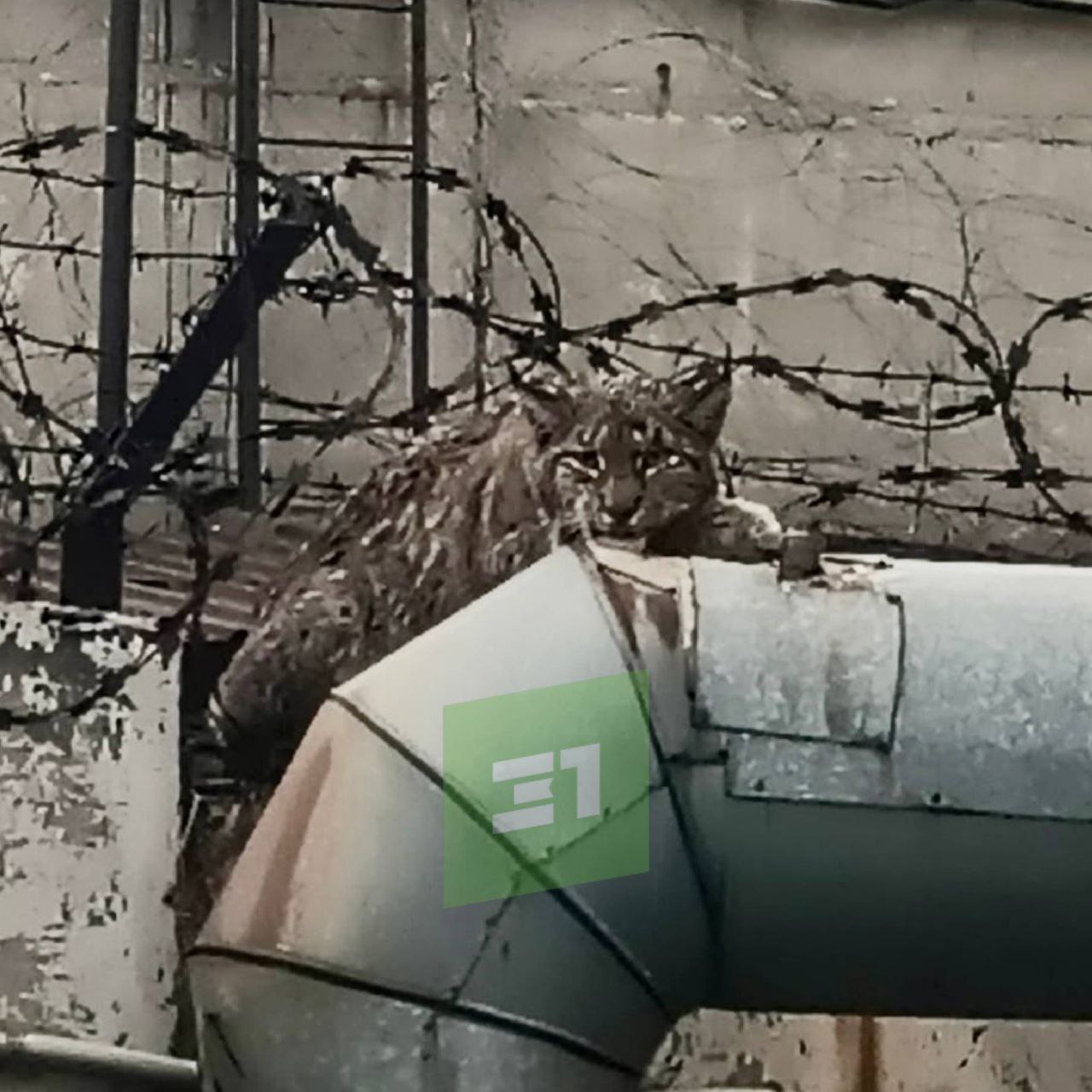 На ЧТЗ рысь запуталась в колючей проволоки На ЧТЗ рысь запуталась в колючей проволоки