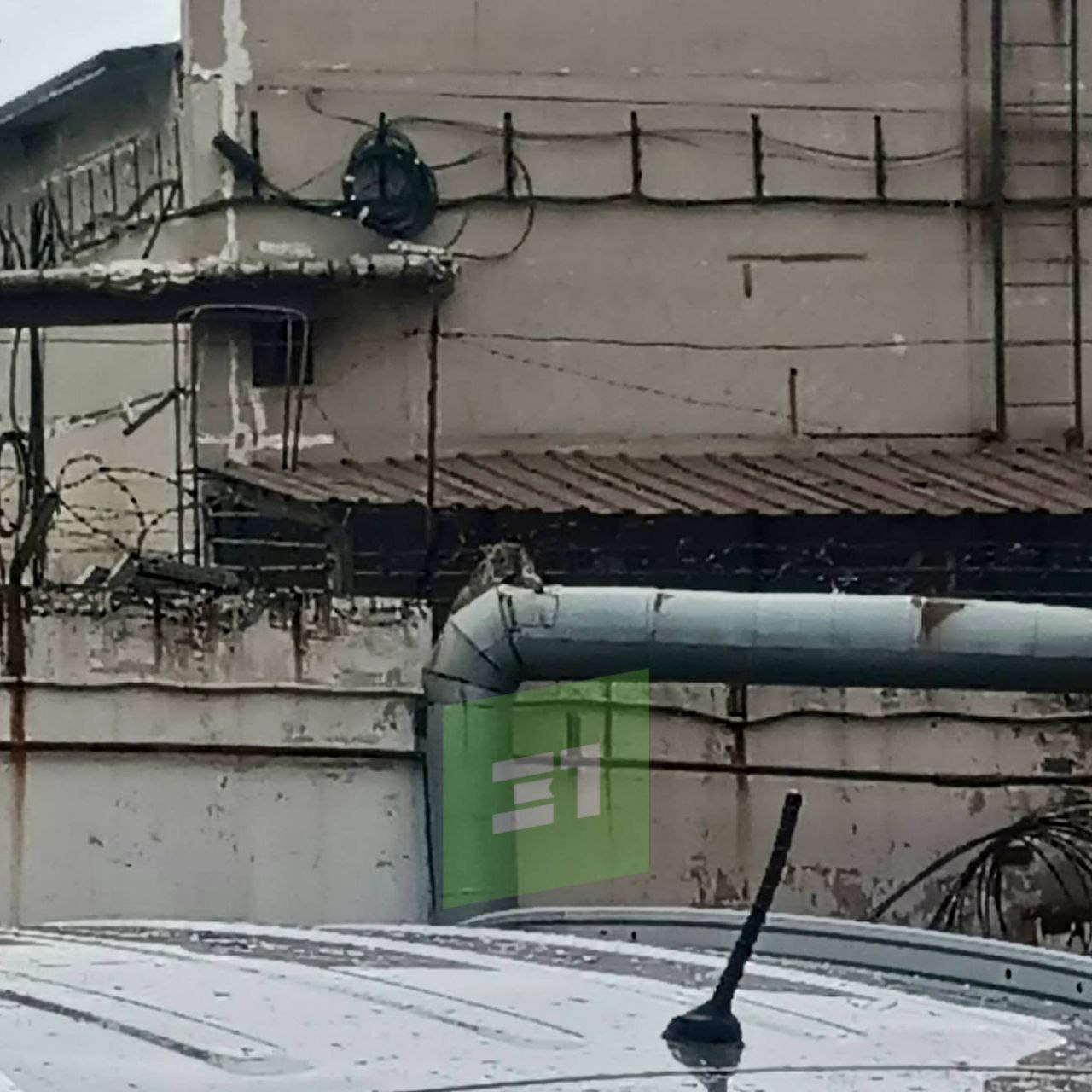 На ЧТЗ рысь запуталась в колючей проволоки На ЧТЗ рысь запуталась в колючей проволоки