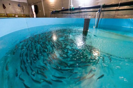 Озеро Второе в Челябинске пополнили мальками сазана