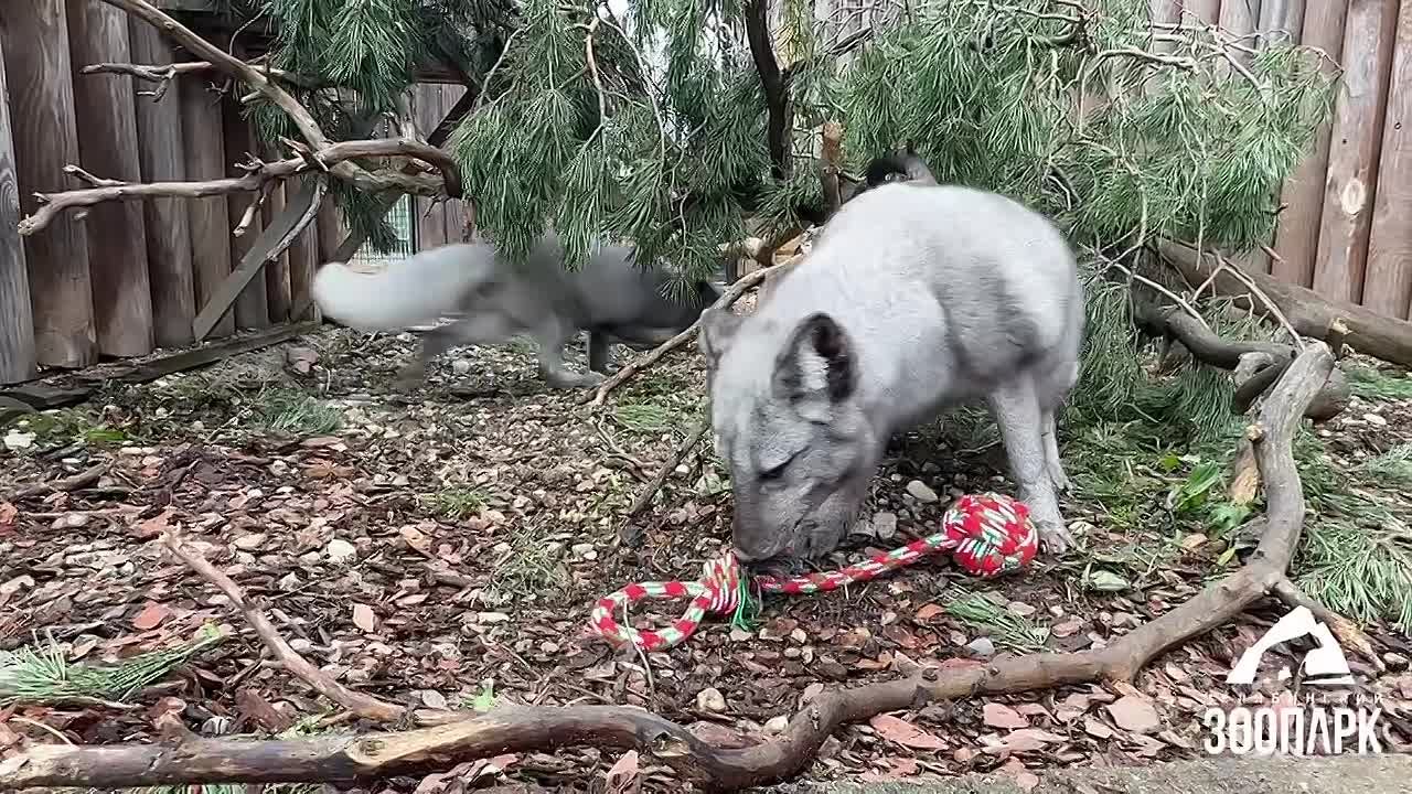 Челябинский зоопарк спас выращенных ради меха песцов