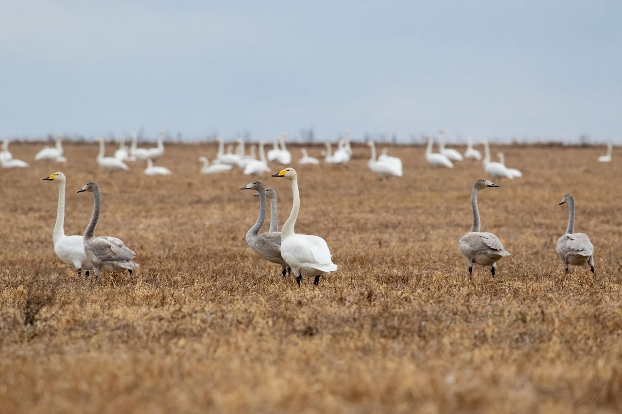 Евгений Попов запечатлел лебедей-кликунов на поле в Челябинской области