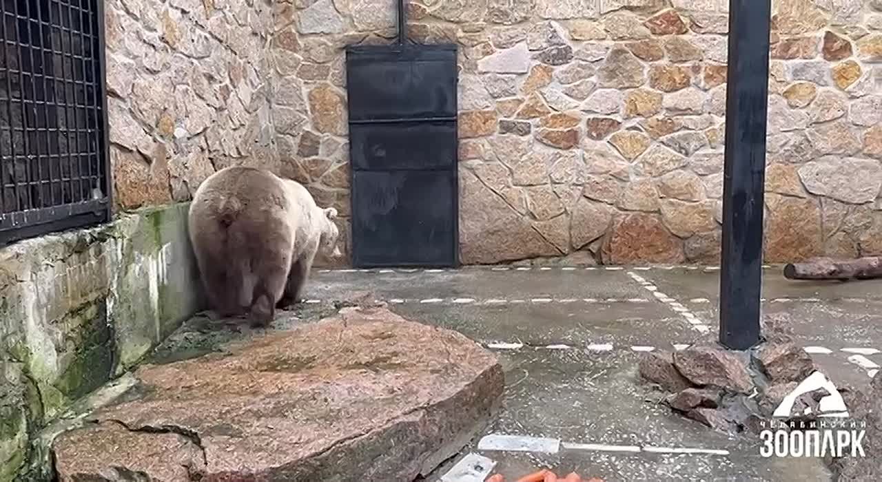 В челябинском зоопарке показали, как готовятся к зимней спячке медведи Малыш, Бусинка и Шкода